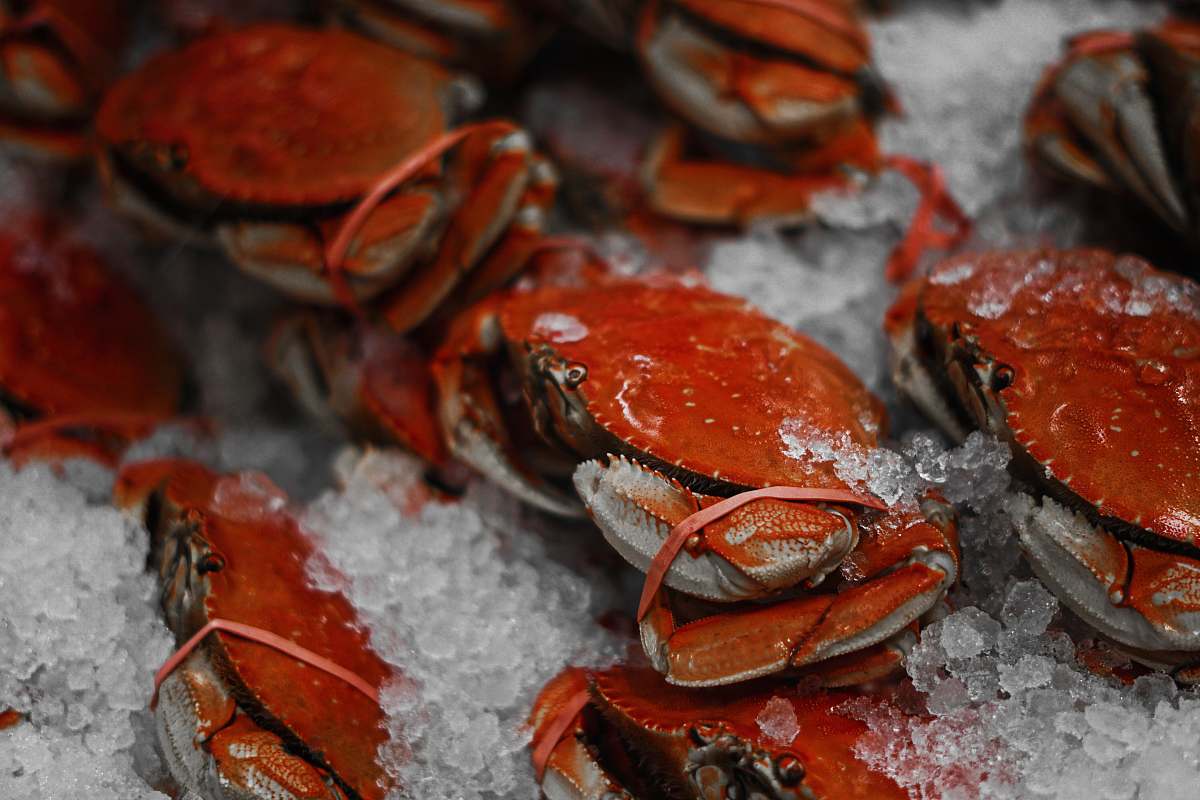 sea life orange crabs lobster